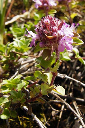 Thymus praecox \ Frhblhender Thymian, Kriech-Quendel / Mother of Thyme, D Weltenburg 14.6.2014