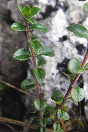 Thymus praecox \ Frhblhender Thymian, Kriech-Quendel / Mother of Thyme, D Fridingen 8.7.2014