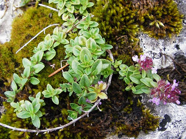 Thymus praecox \ Frhblhender Thymian, Kriech-Quendel / Mother of Thyme, D Fridingen 8.7.2014