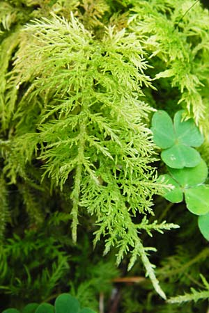 Thuidium tamariscinum \ Thujamoos / Delicate Fern Moss, D Schwarzwald/Black-Forest, Bühlertal 10.9.2014