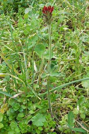 Trifolium incarnatum subsp. incarnatum \ Gewhnlicher Inkarnat-Klee / Crimson Clover, D Deidesheim 27.10.2011