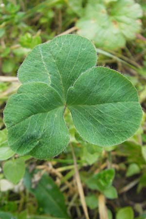 Trifolium incarnatum subsp. incarnatum \ Gewhnlicher Inkarnat-Klee / Crimson Clover, D Deidesheim 27.10.2011