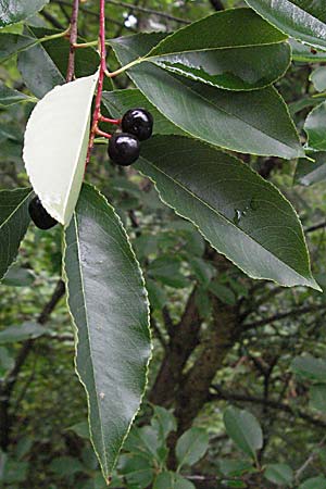 Prunus serotina \ Spte Traubenkirsche / Rum Drupes, D Babenhausen 11.8.2007