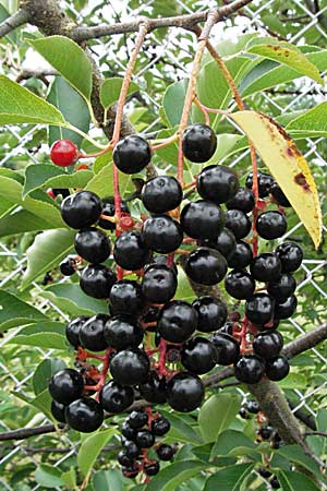 Prunus serotina \ Spte Traubenkirsche / Rum Drupes, D Babenhausen 11.8.2007