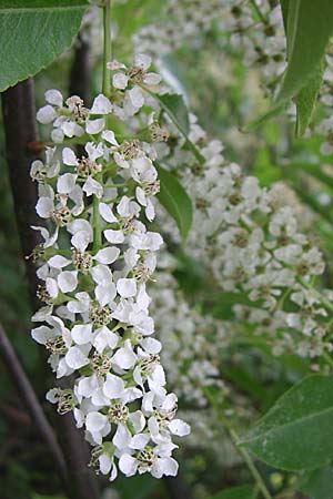 Prunus serotina \ Spte Traubenkirsche, D Viernheim 26.5.2008