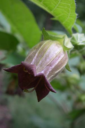 Atropa bella-donna / Deadly Nightshade, D Donnersberg 15.6.2008