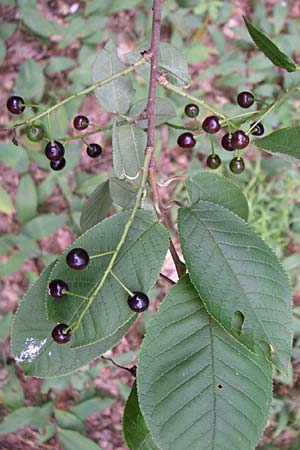 Prunus padus subsp. padus \ Traubenkirsche / Bird Cherry, D Hambrücken 20.6.2008