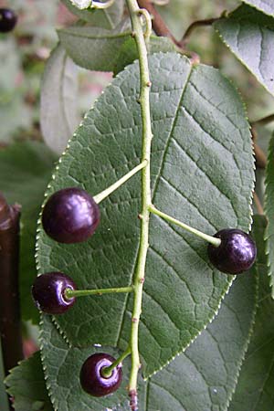 Prunus padus subsp. padus \ Traubenkirsche / Bird Cherry, D Hambrücken 20.6.2008