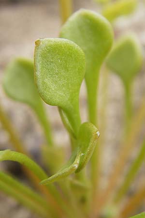 Claytonia perfoliata \ Gewhnliches Tellerkraut, Kuba-Spinat, D Viernheim 10.5.2010