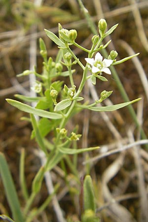 Thesium linophyllon \ Leinblttriger Bergflachs, Mittleres Leinblatt, D Mainz 31.5.2012