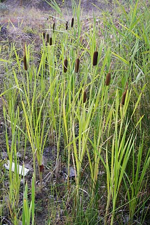 Typha latifolia \ Breitblttriger Rohrkolben / Greater Bulrush, Cattail, D Eich 1.7.2014