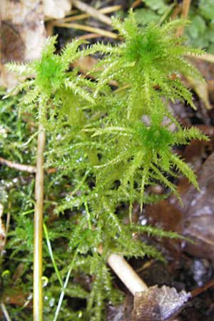 Sphagnum squarrosum \ Sparriges Torfmoos / Spiky Bog Moss, D Dinkelsbühl 9.10.2009