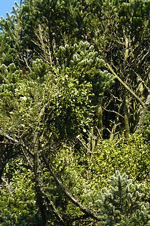 Viscum album subsp. abietis / White Mistletoe, Dwarf Mistletoe, D Black-Forest, Enzklösterle 28.7.2012