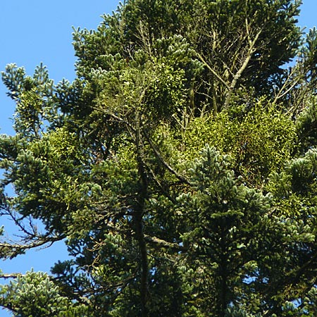 Viscum album subsp. abietis / White Mistletoe, Dwarf Mistletoe, D Black-Forest, Enzklösterle 28.7.2012
