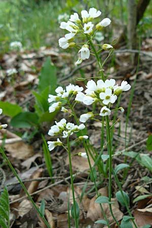 Noccaea montana \ Berg-Tschelkraut / Alpine Penny-Cress, D Thüringen, Kleinbucha 6.5.2013