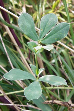 Lotus maritimus \ Gelbe Spargelerbse, D Oppenheim 9.8.2014