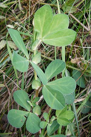 Lotus maritimus \ Gelbe Spargelerbse / Dragon's-Teeth, D Oppenheim 9.8.2014