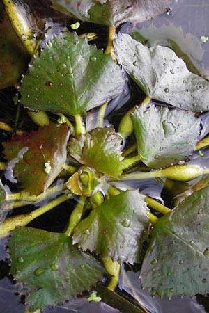 Trapa natans \ Wassernuss / Water Caltrop, D Groß-Gerau 27.9.2012