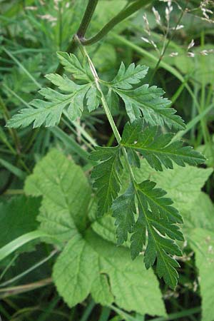 Torilis arvensis \ Acker-Klettenkerbel, D Bensheim 6.7.2007