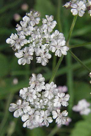 Torilis arvensis \ Acker-Klettenkerbel / Spreading Hedge Parsley, D Bensheim 6.7.2007