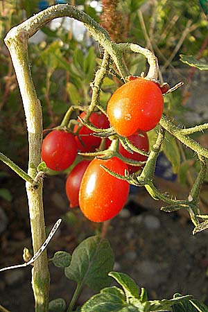 Solanum lycopersicum \ Tomate / Tomato, D Mannheim 11.9.2009
