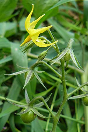 Solanum lycopersicum \ Tomate, D Heidelberg 14.9.2008