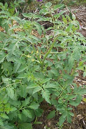 Solanum lycopersicum / Tomato, D Weinheim an der Bergstraße 15.7.2011