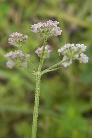 Torilis japonica \ Gewhnlicher Klettenkerbel / Upright Hedge Parsley, D Eching 30.7.2011