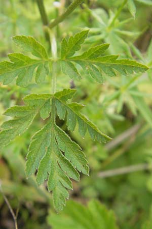 Torilis japonica \ Gewhnlicher Klettenkerbel / Upright Hedge Parsley, D Eching 30.7.2011