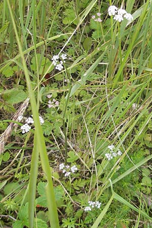 Torilis japonica \ Gewhnlicher Klettenkerbel / Upright Hedge Parsley, D Eching 30.7.2011