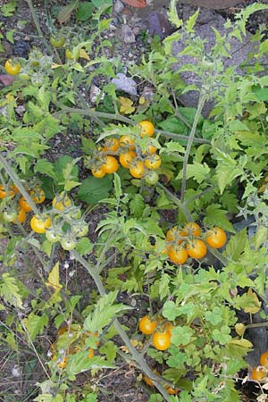 Solanum lycopersicum \ Tomate, D Viernheim 10.9.2012