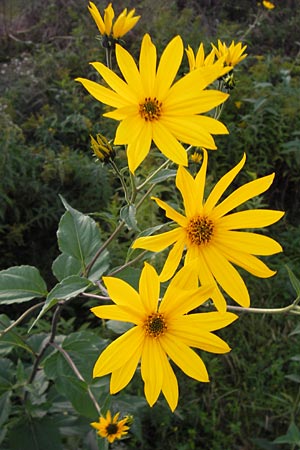 Helianthus tuberosus \ Topinambur, Erdbirne / Jerusalem Artichoke, D Reilingen 20.9.2013