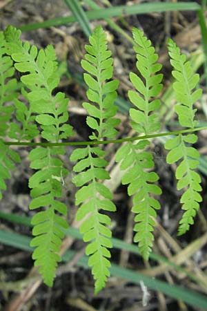 Thelypteris palustris \ Gewhnlicher Sumpf-Farn / Marsh Fern, D Bruchsal 24.5.2011