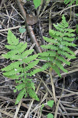 Thelypteris palustris \ Gewhnlicher Sumpf-Farn / Marsh Fern, D Bruchsal 24.5.2011