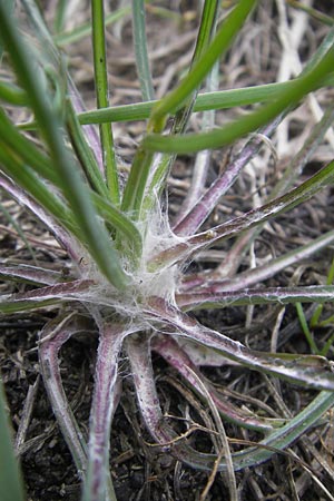 Tragopogon dubius \ Groer Bocksbart, D Schwetzingen 14.4.2012