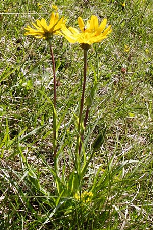 Tragopogon pratensis / Meadow Salsify, Goat's-Beard, D Bad Ditzenbach 4.5.2014