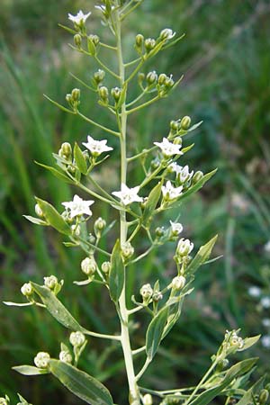 Thesium pyrenaicum \ Pyrenen-Bergflachs, Pyrenen-Leinblatt / Pyrenean Bastard Toadflax, D Hechingen 21.6.2014