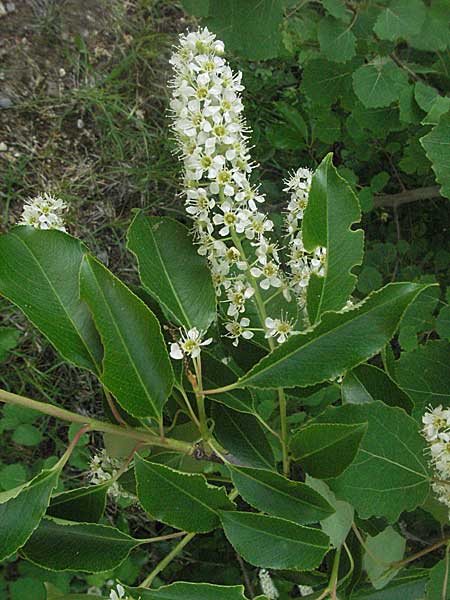 Prunus serotina \ Spte Traubenkirsche / Rum Drupes, D Mannheim 17.5.2006