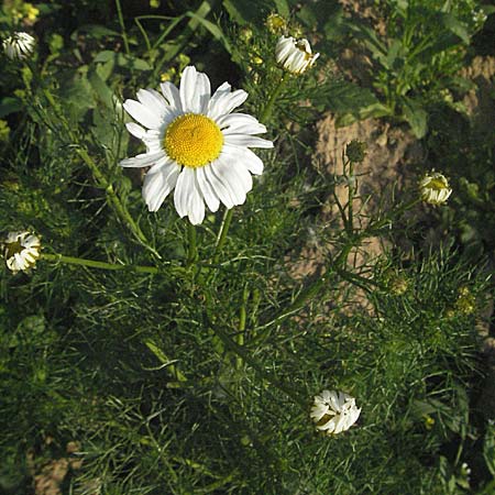 Tripleurospermum perforatum \ Geruchlose Kamille, D Bruchsal 14.6.2006