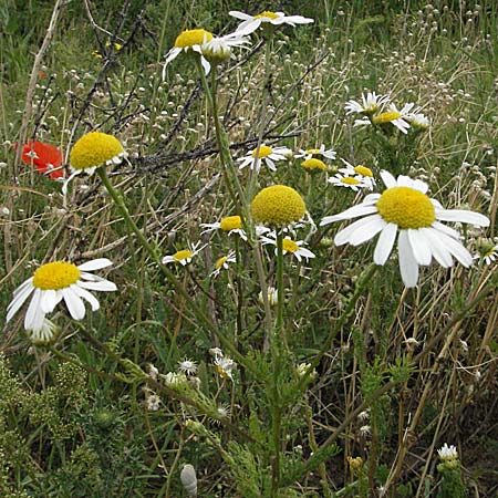 Tripleurospermum perforatum \ Geruchlose Kamille, D Neuleiningen 16.6.2006