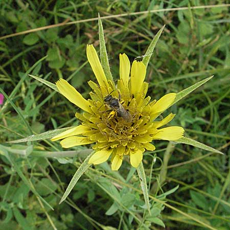 Tragopogon dubius \ Groer Bocksbart, D Neuleiningen 16.6.2006