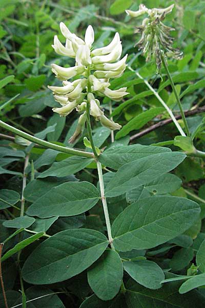 Astragalus glycyphyllos \ Brenschote, D Mannheim 22.6.2006