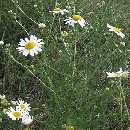 Tripleurospermum perforatum \ Geruchlose Kamille, D Pfalz, Landau 26.6.2006