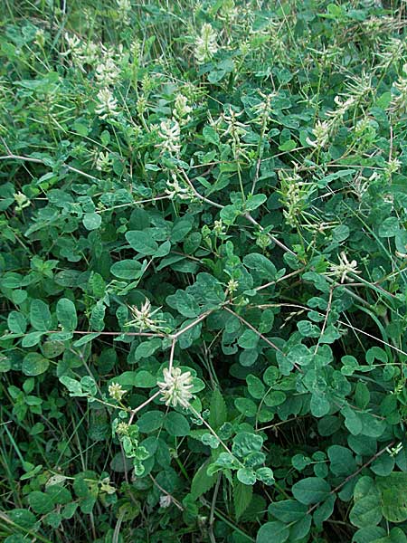 Astragalus glycyphyllos \ Brenschote / Wild Liquorice, D Pfalz, Landau 26.6.2006