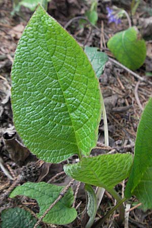 Trachystemon orientalis \ Blaubltiger Rauling, D Botan. Gar.  Universit.  Heidelberg 17.3.2007