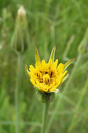 Tragopogon dubius \ Groer Bocksbart, D Germersheim 9.5.2009