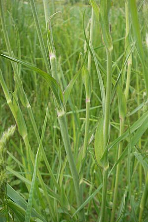 Tragopogon dubius \ Groer Bocksbart, D Germersheim 9.5.2009