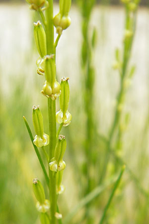 Triglochin palustris \ Sumpf-Dreizack / Marsh Arrowgrass, D Botan. Gar.  Universit.  Mainz 11.7.2009