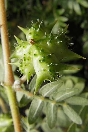 Tribulus terrestris \ Erd-Burzeldorn, D Mannheim 31.7.2009