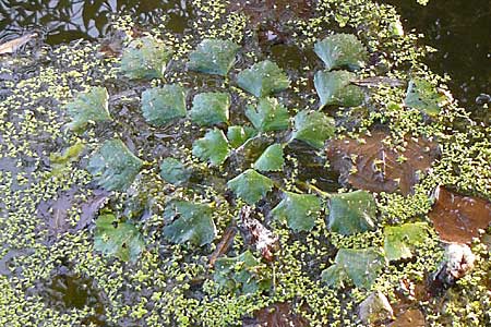 Trapa natans / Water Caltrop, D Dettenheim-Russheim 11.9.2008